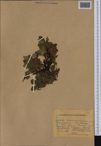 Arctostaphylos rubra (Rehder & E. H. Wilson) Fernald, Siberia, Yakutia (S5) (Russia)