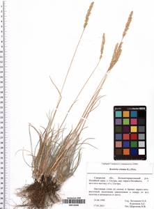 Koeleria pyramidata (Lam.) P.Beauv., Eastern Europe, Middle Volga region (E8) (Russia)