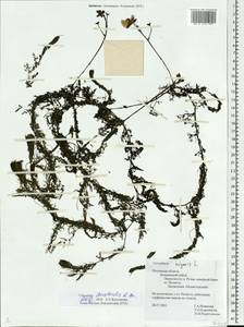 Utricularia vulgaris L., Eastern Europe, North-Western region (E2) (Russia)