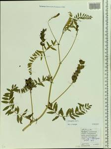 Astragalus cicer L., Eastern Europe, Belarus (E3a) (Belarus)