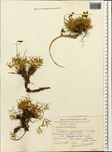Trifolium polyphyllum (C.A.Mey.)Latsch., Caucasus, Stavropol Krai, Karachay-Cherkessia & Kabardino-Balkaria (K1b) (Russia)