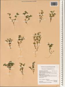 Polycarpon tetraphyllum, South Asia, South Asia (Asia outside ex-Soviet states and Mongolia) (ASIA) (Cyprus)