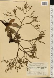 Goniolimon tataricum (L.) Boiss., Eastern Europe, North Ukrainian region (E11) (Ukraine)