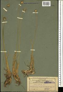 Sesleria phleoides Steven ex Roem. & Schult., Caucasus, Azerbaijan (K6) (Azerbaijan)