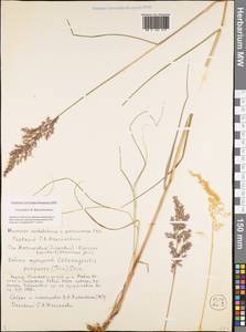 Calamagrostis purpurea (Trin.) Trin., Siberia, Yakutia (S5) (Russia)