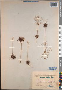 Androsace lactiflora Fisch. ex Willd., Siberia, Russian Far East (S6) (Russia)