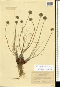 Allium tarkhankuticum Seregin, Crimea (KRYM) (Russia)