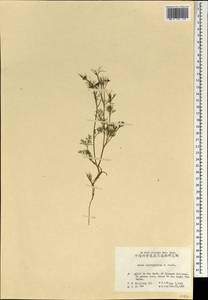 Cyclospermum leptophyllum (Pers.) Sprague, South Asia, South Asia (Asia outside ex-Soviet states and Mongolia) (ASIA) (China)