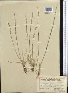 Triglochin palustris L., Middle Asia, Pamir & Pamiro-Alai (M2) (Uzbekistan)