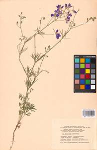 Delphinium consolida subsp. consolida, Eastern Europe, Moscow region (E4a) (Russia)