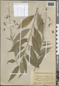 Adenophora liliifolia (L.) A.DC., Eastern Europe, Central forest-and-steppe region (E6) (Russia)
