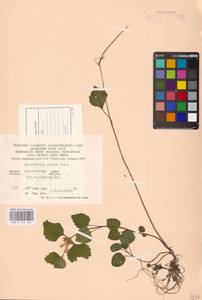 MHA 0 154 422, Lamium galeobdolon subsp. galeobdolon, Eastern Europe, West Ukrainian region (E13) (Ukraine)