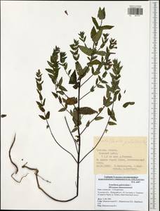 Scutellaria galericulata L., Eastern Europe, Central region (E4) (Russia)