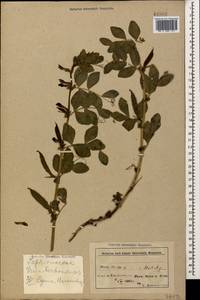 Vicia narbonensis L., Caucasus, Azerbaijan (K6) (Azerbaijan)