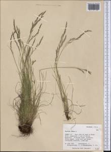 Festuca rubra L., America (AMER) (United States)