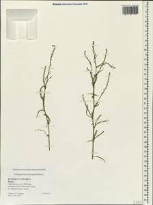 Corispermum hyssopifolium L., Crimea (KRYM) (Russia)