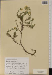 Genista hispanica L., Western Europe (EUR) (France)