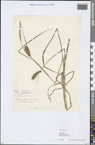 Carex vesicaria L., Eastern Europe, Moscow region (E4a) (Russia)