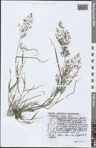 Eragrostis minor Host, Eastern Europe, Volga-Kama region (E7) (Russia)