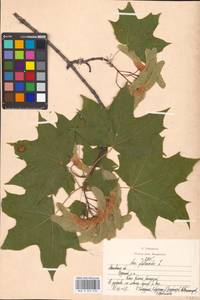 Acer platanoides L., Eastern Europe, Moscow region (E4a) (Russia)