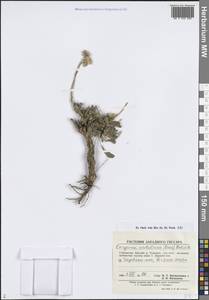 Psychrogeton cabulicus Boiss., Middle Asia, Pamir & Pamiro-Alai (M2) (Uzbekistan)