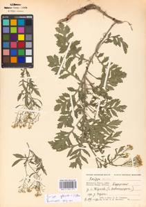 Rorippa sylvestris (L.) Besser, Eastern Europe, Moscow region (E4a) (Russia)