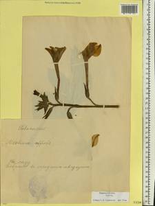 Nicotiana tabacum L., Eastern Europe, Estonia (E2c) (Estonia)