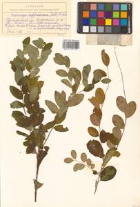 Flueggea suffruticosa (Pall.) Baill., Siberia, Russian Far East (S6) (Russia)