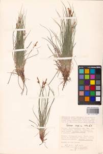 Carex supina Willd. ex Wahlenb., Eastern Europe, Lower Volga region (E9) (Russia)