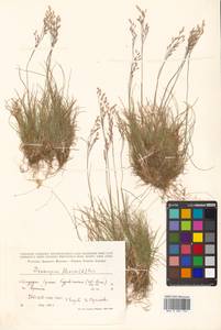 Avenella flexuosa (L.) Drejer, Siberia, Russian Far East (S6) (Russia)