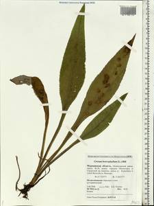 Cirsium heterophyllum (L.) Hill, Eastern Europe, Northern region (E1) (Russia)