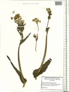 Tephroseris palustris (L.) Fourr., Eastern Europe, North Ukrainian region (E11) (Ukraine)