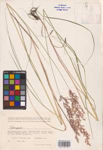Calamagrostis, Eastern Europe, Lower Volga region (E9) (Russia)