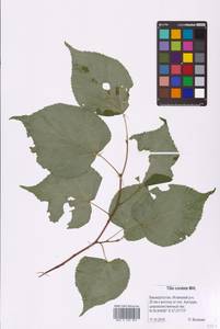 Tilia cordata Mill., Eastern Europe, Eastern region (E10) (Russia)