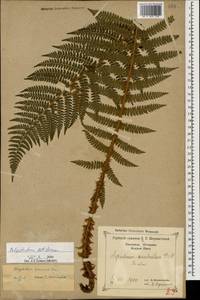 Polystichum setiferum (Forssk.) Moore ex Woyn., Caucasus, Black Sea Shore (from Novorossiysk to Adler) (K3) (Russia)