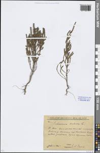 Salicornia europaea (Moss) Lambinon & Vanderp., Eastern Europe, Rostov Oblast (E12a) (Russia)