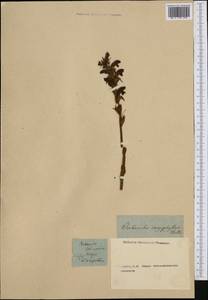 Orobanche caryophyllacea Sm., Western Europe (EUR) (Not classified)