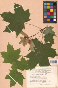 Acer platanoides L., Eastern Europe, Moscow region (E4a) (Russia)