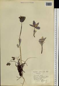 Pulsatilla patens (L.) Mill., Siberia, Baikal & Transbaikal region (S4) (Russia)