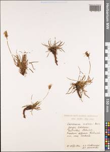Gelasia seidlitzii (Boiss.) Zaika, Sukhor. & N. Kilian, Caucasus, Georgia (K4) (Georgia)