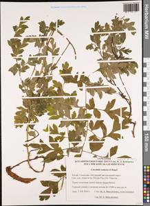 Corydalis semenowii Regel & Herder, South Asia, South Asia (Asia outside ex-Soviet states and Mongolia) (ASIA) (China)