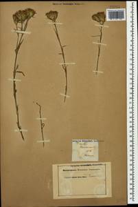 Dianthus pseudarmeria M. Bieb., Caucasus (no precise locality) (K0)