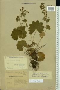 Alchemilla wichurae (Buser) Stefansson, Eastern Europe, Moscow region (E4a) (Russia)