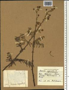 Mimosa pigra L., Africa (AFR) (Mali)