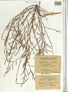 Corispermum nitidum Kit. ex Schult., Eastern Europe, Western region (E3) (Russia)
