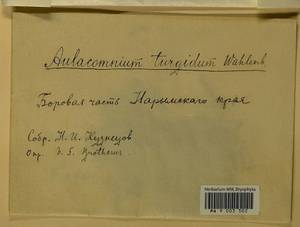 Aulacomnium turgidum (Wahlenb.) Schwägr., Bryophytes, Bryophytes - Western Siberia (including Altai) (B15) (Russia)