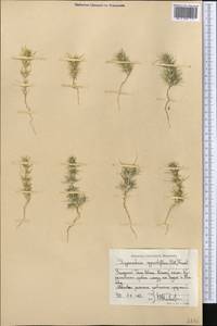 Girgensohnia oppositiflora (Pall.) Fenzl, Middle Asia, Western Tian Shan & Karatau (M3) (Uzbekistan)