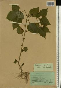 Solanum nigrum L., Eastern Europe, South Ukrainian region (E12) (Ukraine)