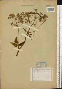 Aegopodium podagraria L., Eastern Europe, Central forest region (E5) (Russia)
