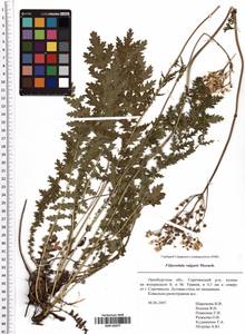 Filipendula vulgaris Moench, Eastern Europe, Eastern region (E10) (Russia)